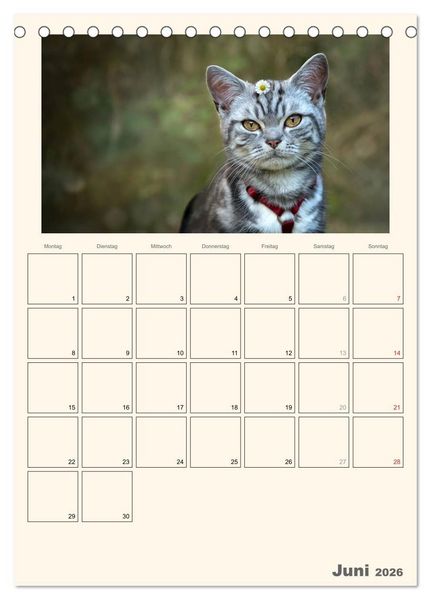 Produktbild: Schmusige Britisch Kurzhaar (Tischkalender 2026 DIN A5 hoch), CALVENDO Monatskalender