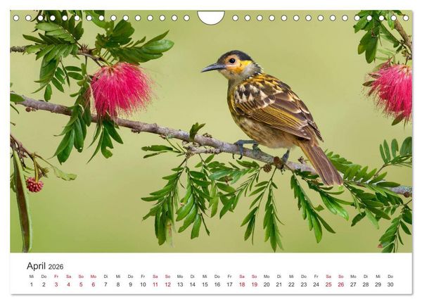Produktbild: Singv&ouml;gel aus Australien (Wandkalender 2026 DIN A4 quer), CALVENDO Monatskalender