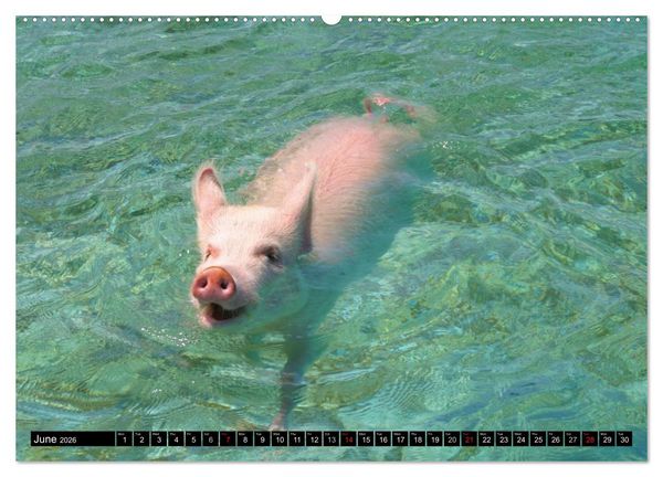 Produktbild: The Swimming Pigs of Bahamas (High Quality Premium Wall Calendar 2026 DIN A2 landscape),CALVENDO 12 Month Wall Calendar