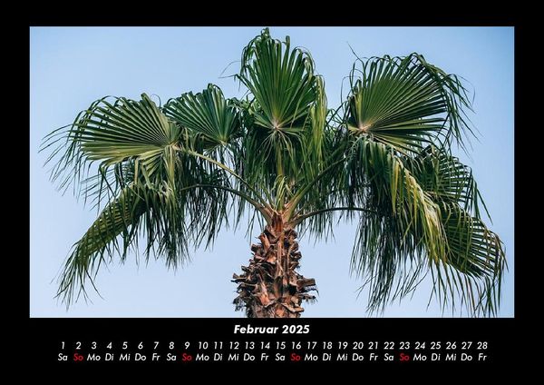 Produktbild: Palmentraum 2025 Fotokalender DIN A3