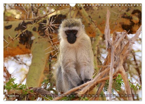 Produktbild: Tansania - Faszinierendes Afrika (Wandkalender 2026 DIN A3 quer), CALVENDO Monatskalender