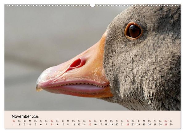 Produktbild: G&auml;nse. Von wegen dumme Gans! (hochwertiger Premium Wandkalender 2026 DIN A2 quer), Kunstdruck in Hochglanz