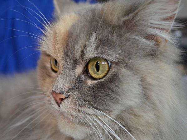 Produktbild: CALVENDO Puzzle Maine Coon | 1000 Teile Lege-Gr&ouml;&szlig;e 64x48cm Foto-Puzzle f&uuml;r gl&uuml;ckliche Stunden