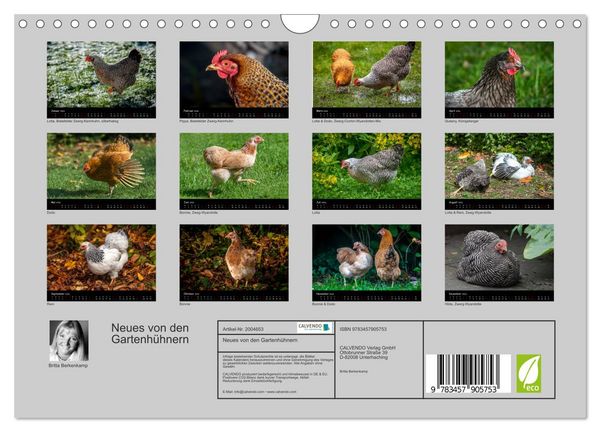Produktbild: Neues von den Gartenh&uuml;hnern (Wandkalender 2026 DIN A4 quer), CALVENDO Monatskalender
