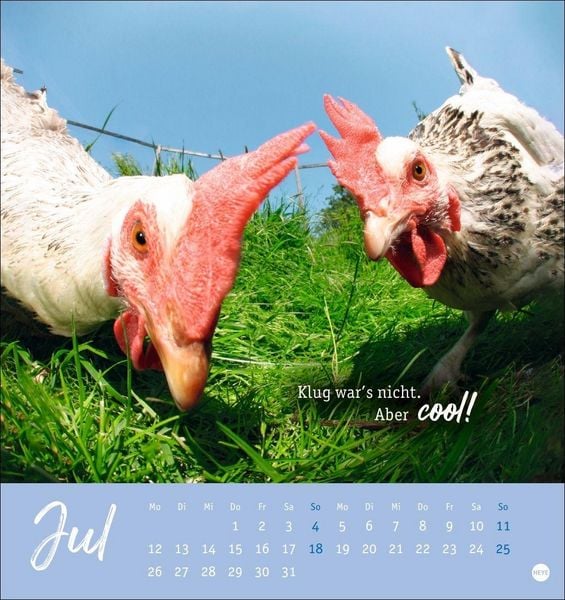Produktbild: H&uuml;hner Postkartenkalender 2027 - Ach, du verr&uuml;cktes Huhn!