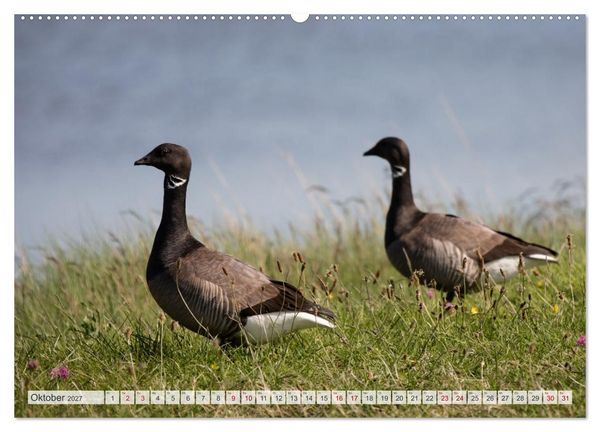 Produktbild: Wundersch&ouml;ne Hallig Hooge (Wandkalender 2027 DIN A2 quer), CALVENDO Monatskalender