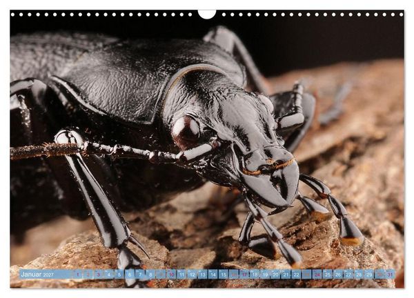 Produktbild: INSEKTENGESICHTER (Wandkalender 2027 DIN A3 quer), CALVENDO Monatskalender