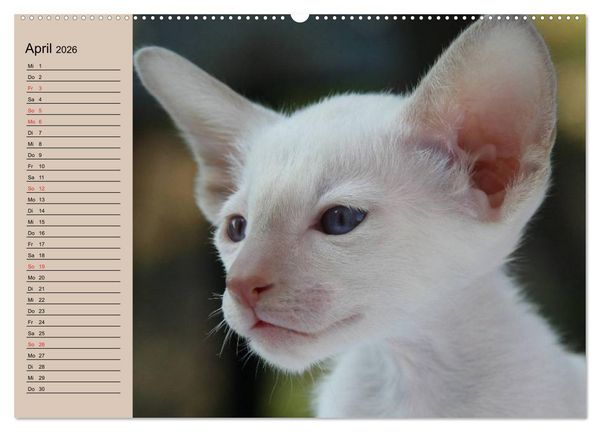 Produktbild: Siamkatzen - Kleiner Frechdachs mit Familie (hochwertiger Premium Wandkalender 2026 DIN A2 quer), Kunstdruck in Hochglanz