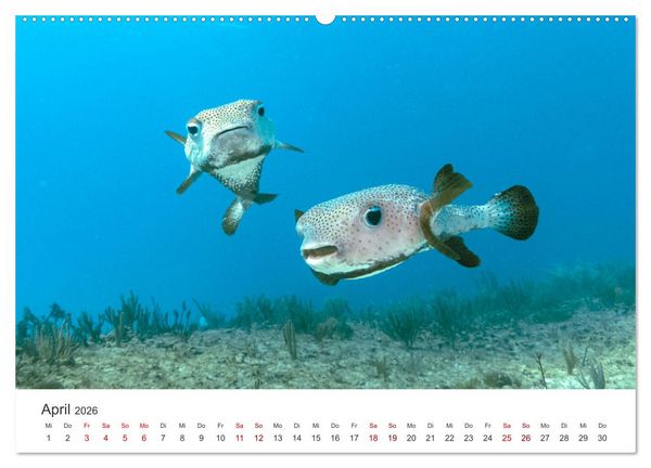 Produktbild: Tiefsee - Ein Abenteuer ins Unbekannte. (hochwertiger Premium Wandkalender 2026 DIN A2 quer), Kunstdruck in Hochglanz