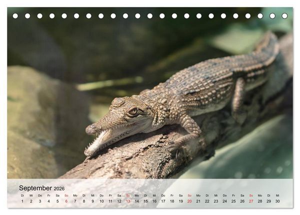 Produktbild: Gro&szlig;e Echsen. Krokodile und Alligatoren (Tischkalender 2026 DIN A5 quer), CALVENDO Monatskalender