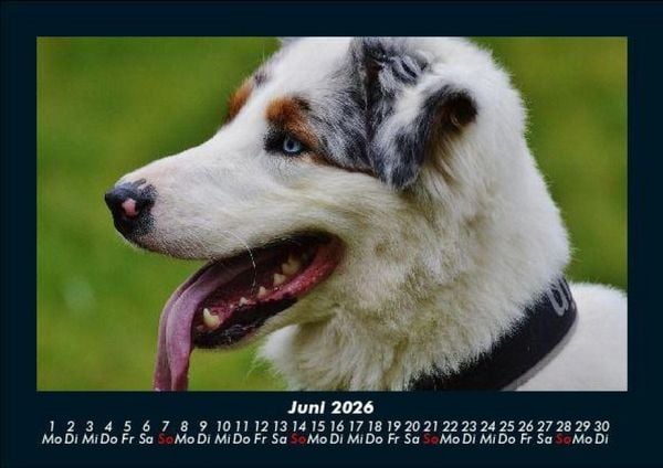 Produktbild: Hundezauber 2026 Fotokalender DIN A5