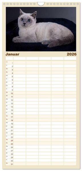 Produktbild: Familienplaner 2026 - Britisch Kurzhaar Katzen mit 5 Spalten (Wandkalender, 21 x 45 cm) CALVENDO