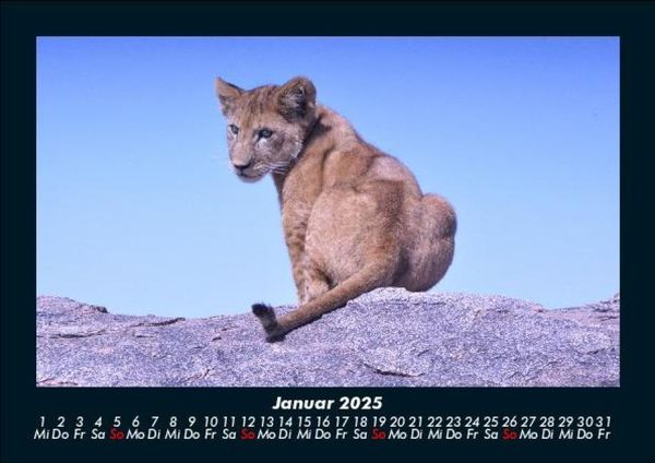 Produktbild: L&ouml;wen in der Wildnis 2025 Fotokalender DIN A5