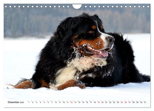 Produktbild: Schweizer Sennenhunde - Appenzeller - Berner - Entlebucher - Gro&szlig;e Schweizer (Wandkalender 2026 DIN A4 quer), CALVENDO Monatskalender