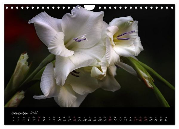 Produktbild: Soul-Jazz - Visuelle Musik der Blumen (Wandkalender 2026 DIN A4 quer), CALVENDO Monatskalender