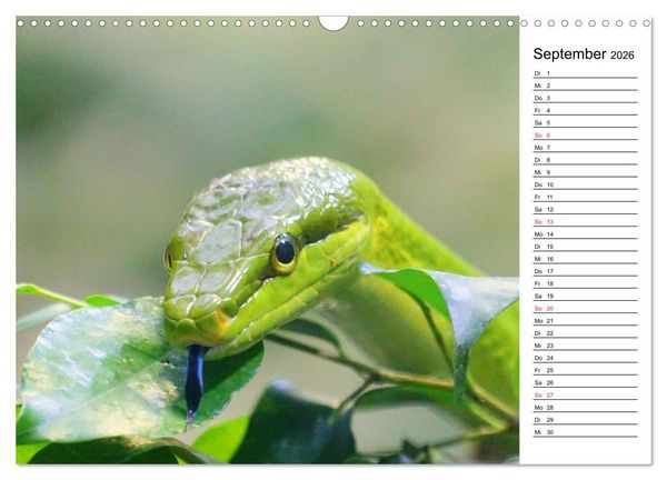 Produktbild: Schlangen. Lauern, kriechen, schlingen (Wandkalender 2026 DIN A3 quer), CALVENDO Monatskalender