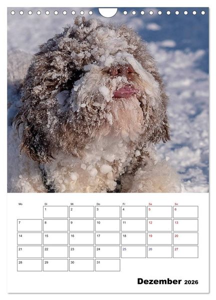 Produktbild: Lagotto Romagnolo - Lustige Zwerge (Wandkalender 2026 DIN A4 hoch), CALVENDO Monatskalender