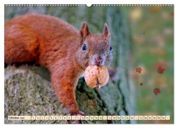 Produktbild: Eichh&ouml;rnchen - immer wieder s&uuml;&szlig; (Wandkalender 2026 DIN A2 quer), CALVENDO Monatskalender