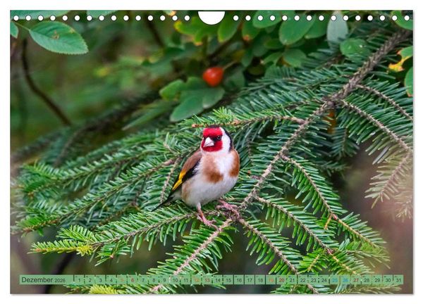 Produktbild: Distelfink (Wandkalender 2026 DIN A4 quer), CALVENDO Monatskalender