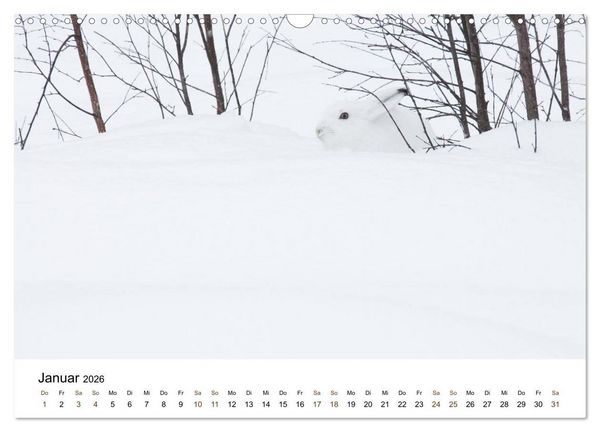 Produktbild: Finnland: eine tierische Entdeckungsreise (Wandkalender 2026 DIN A3 quer), CALVENDO Monatskalender