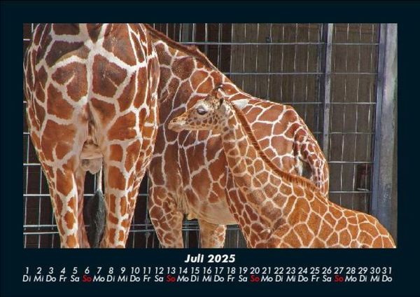 Produktbild: Giraffen 2025 Fotokalender DIN A5