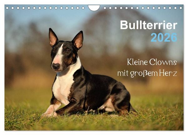 Produktbild: Bullterrier 2026 - Kleine Clowns mit gro&szlig;em Herz (Wandkalender 2026 DIN A4 quer), CALVENDO Monatskalender