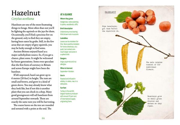 Produktbild: The First-Time Forager