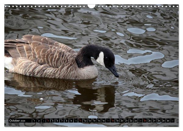 Produktbild: Lovely Water Birds (Wall Calendar 2026 DIN A3 landscape), CALVENDO 12 Month Wall Calendar