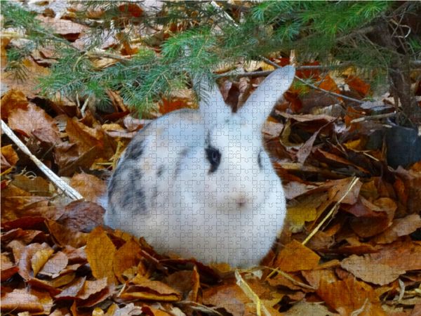 Produktbild: CALVENDO Puzzle Kaninchen im Herbstlaub 1000 Teile Lege-Gr&ouml;&szlig;e 64 x 48 cm Foto-Puzzle Bild von Kattobello