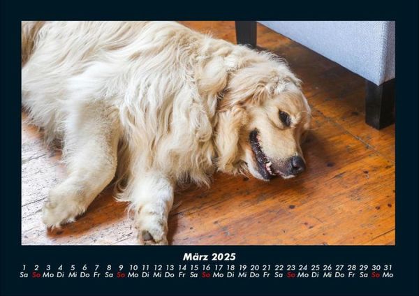 Produktbild: Hundezauber 2025 Fotokalender DIN A4