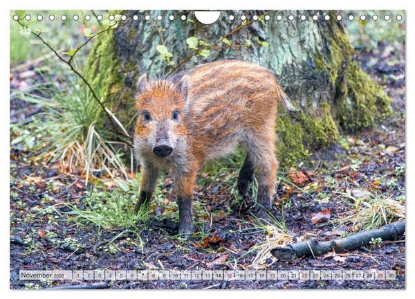 Produktbild: Wildschweine - Im Schatten des Waldes (Wandkalender 2026 DIN A4 quer), CALVENDO Monatskalender