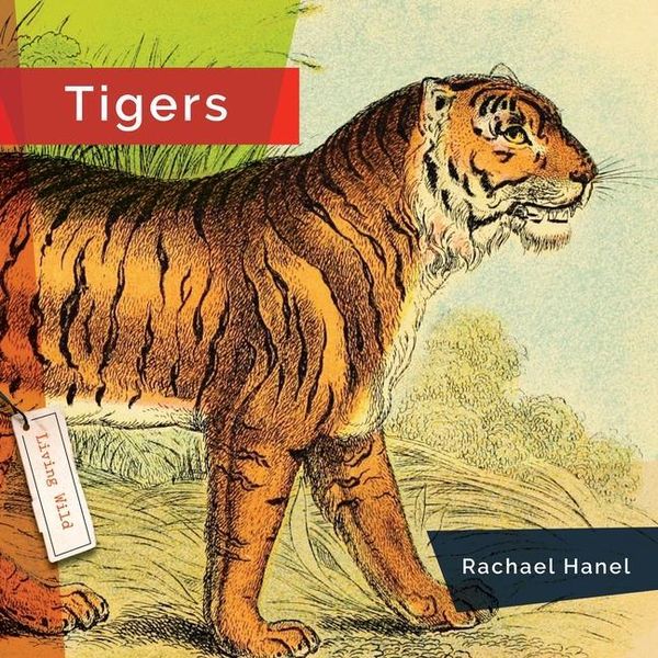 Produktbild: Tigers