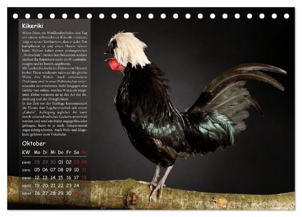 Produktbild: Von der Einzigartigkeit der H&uuml;hner 2026 (Tischkalender 2026 DIN A5 quer), CALVENDO Monatskalender