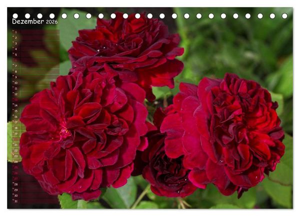 Produktbild: Lass Rosen sprechen (Tischkalender 2026 DIN A5 quer), CALVENDO Monatskalender