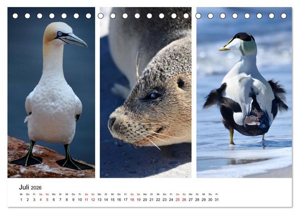 Produktbild: Mitreisekalender 2026 Helgoland (Tischkalender 2026 DIN A5 quer), CALVENDO Monatskalender