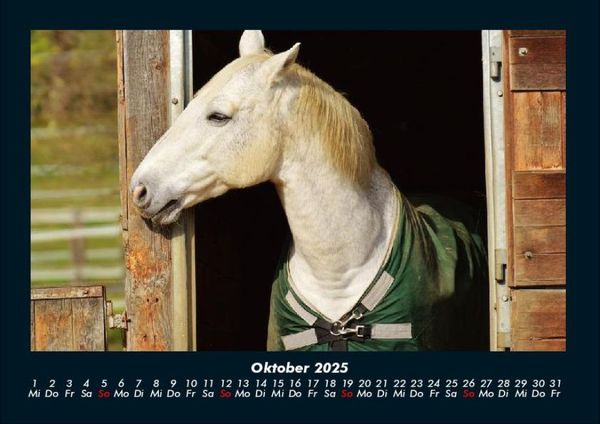 Produktbild: Pferde Kalender 2025 Fotokalender DIN A4