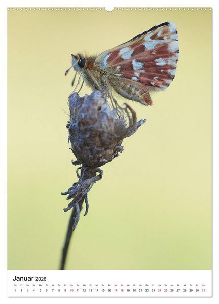 Produktbild: Insekten,Sch&ouml;nheiten der Natur (Wandkalender 2026 DIN A2 hoch), CALVENDO Monatskalender