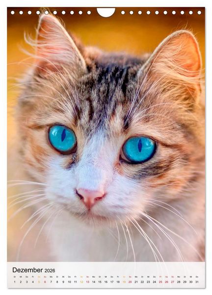 Produktbild: Katzen - s&uuml;&szlig; und kuschelig (Wandkalender 2026 DIN A4 hoch), CALVENDO Monatskalender