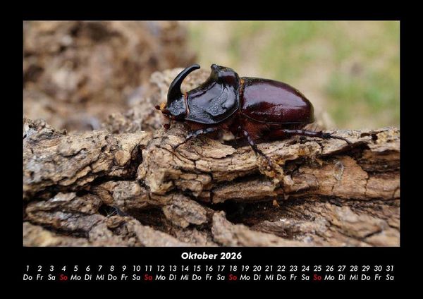 Produktbild: Waldbewohner 2026 Fotokalender DIN A3