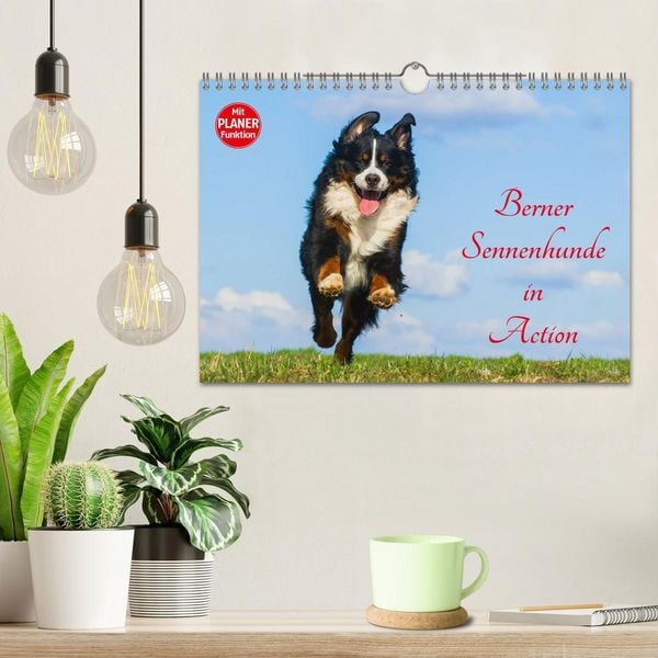 Produktbild: Berner Sennenhunde in Action (Wandkalender 2026 DIN A4 quer), CALVENDO Monatskalender
