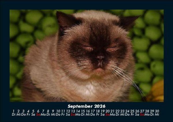 Produktbild: F&uuml;r Katzenfreunde 2026 Fotokalender DIN A5