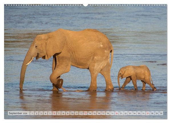 Produktbild: Emotionale Momente: Afrika Wildlife Part 2 / CH-Version (hochwertiger Premium Wandkalender 2026 DIN A2 quer), Kunstdruck in Hochglanz