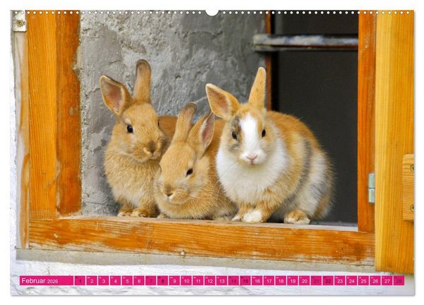 Produktbild: Kaninchen. Putzig, flauschig und geliebt (hochwertiger Premium Wandkalender 2026 DIN A2 quer), Kunstdruck in Hochglanz