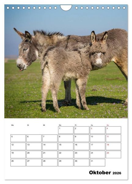 Produktbild: S&uuml;&szlig;e Esel. Langohren zum Verlieben (Wandkalender 2026 DIN A4 hoch), CALVENDO Monatskalender