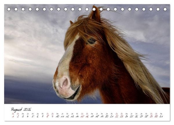 Produktbild: Islandpferde take it Isi (Tischkalender 2026 DIN A5 quer), CALVENDO Monatskalender