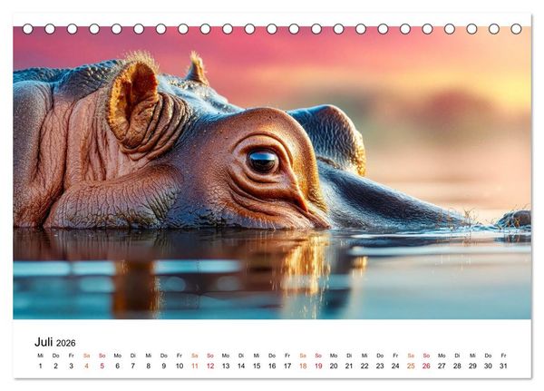 Produktbild: Flusspferde - die stillen Giganten (Tischkalender 2026 DIN A5 quer), CALVENDO Monatskalender