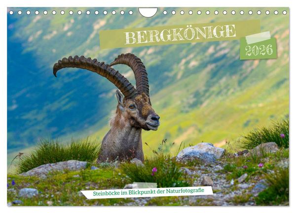 Produktbild: Bergk&ouml;nige - Steinb&ouml;cke im Blickpunkt der Naturforografie (Wandkalender 2026 DIN A4 quer), CALVENDO Monatskalender