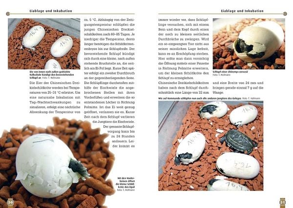 Produktbild: Die Chinesische Dreikielschildkr&ouml;te