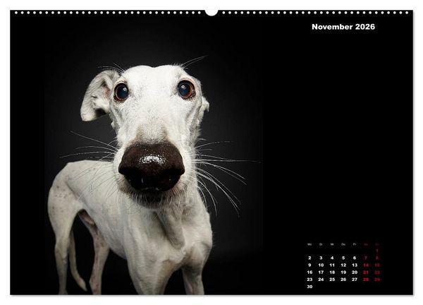 Produktbild: Die Stimme der Windhunde (hochwertiger Premium Wandkalender 2026 DIN A2 quer), Kunstdruck in Hochglanz