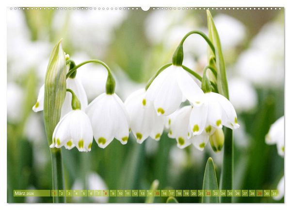 Produktbild: Wei&szlig;e Fr&uuml;hlingsbl&uuml;ten (hochwertiger Premium Wandkalender 2026 DIN A2 quer), Kunstdruck in Hochglanz